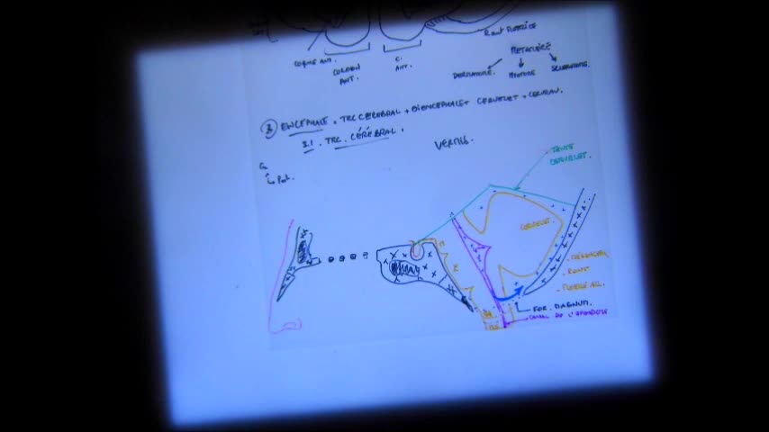 Anatomie G N Rale Et Morphologique Du Snc Et P Riph Rique Partie